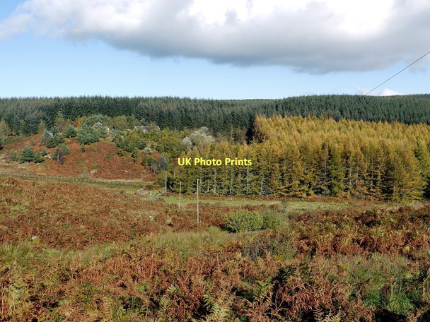 Photo 6"x4" Wellhope and Edlingham Wood Edlingham c2011