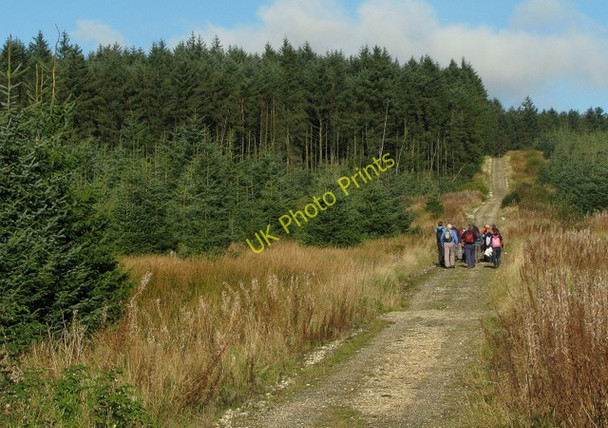 Photo 6"x4" Forest track near Glenariff Forest Park Glenariff c2009