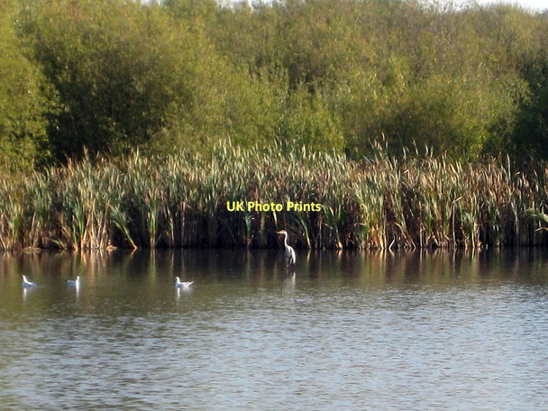 Photo 6"x4" Heron, Stanley Ferry Flash Wakefield\/SE3320 c2011