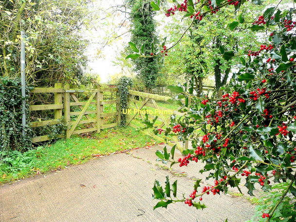 Photo 6"x4" Holly berries at Adsett Stantway c2011