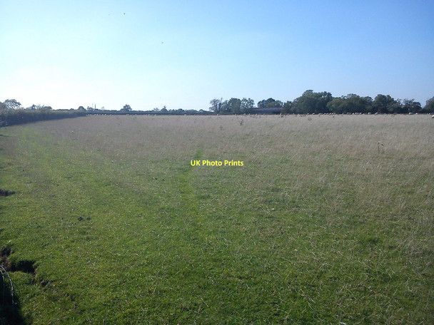 Photo 6"x4" Sheep at Moat Farm Gossard's Green c2011