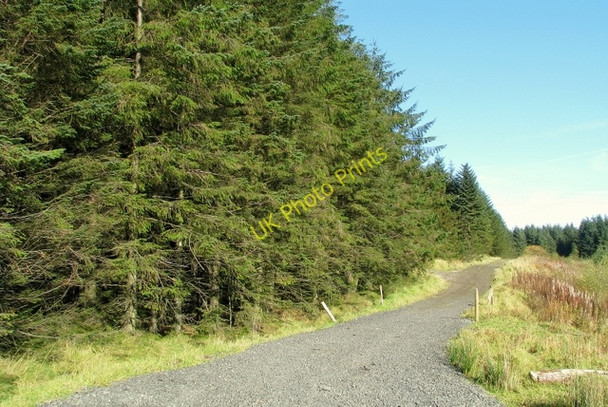 Photo 6"x4" Forest track near Glenariff Forest Park Glenariff c2009