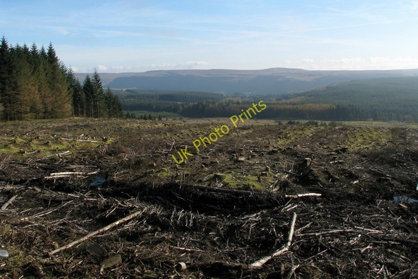 Photo 6"x4" Forestry clear fell near Glenariff Forest Park Glenariff c2009