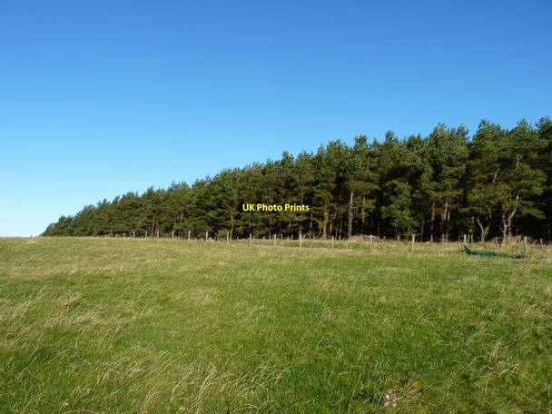 Photo 6"x4" Soutra Mains wood Gilston\/NT4456 c2011