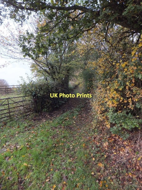 Photo 6"x4" Lane from Buckerell Cross Alfington c2011