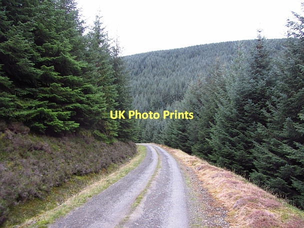 Photo 6"x4" Forest road, Leithen Water Eddleston c2011