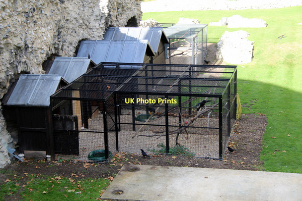 Photo 6"x4" Raven Pens, Tower of London London c2011