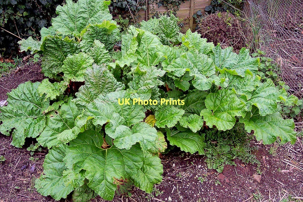 Photo 6"x4" Fine patch of rhubarb Bromsash c2004