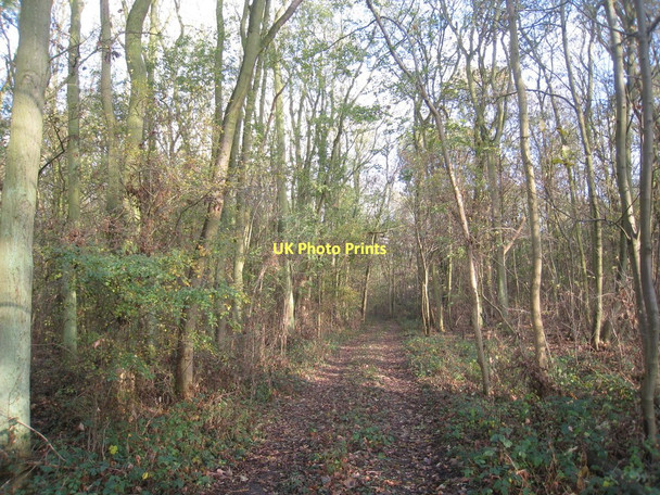 Photo 6"x4" Track in Big Wood Coates\/SK9183 c2011