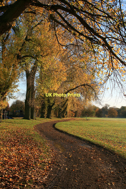 Photo 6"x4" Autumn poplars in West Park Long Eaton c2011