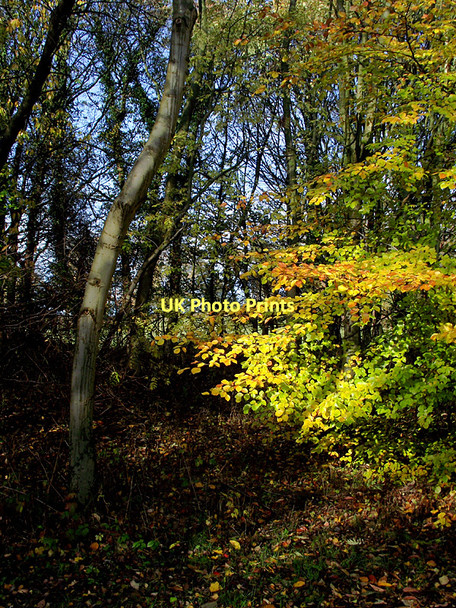 Photo 6"x4" Woodland in Baggeridge Country Park, near Sedgley Sedgley c2011