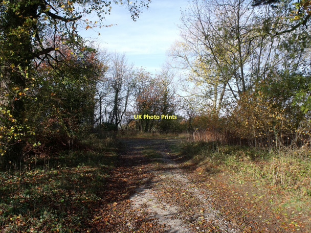Photo 6"x4" Track into Pottergate Plantation Wellingore c2011