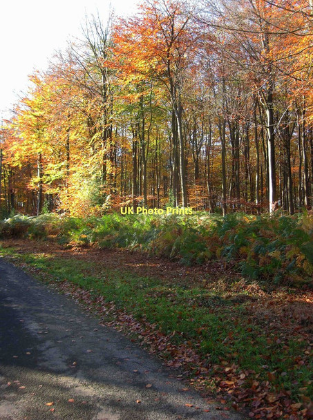 Photo 6"x4" Trees in Wyre Forest in autumnal colours Buttonbridge c2011