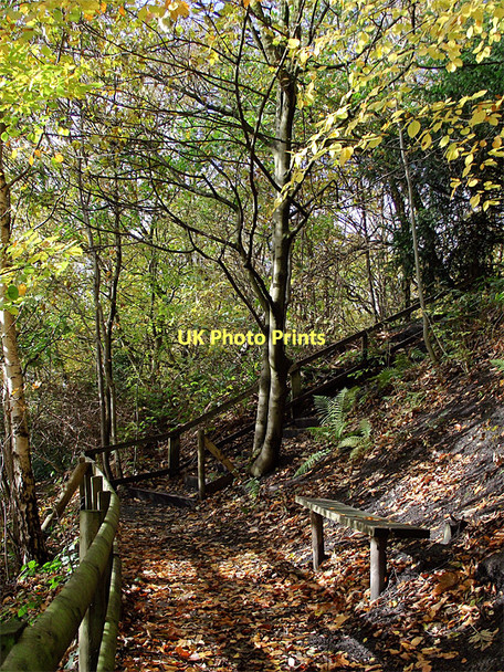 Photo 6"x4" Woodland bench in Baggeridge Country Park near Sedgley Sedgley c2011