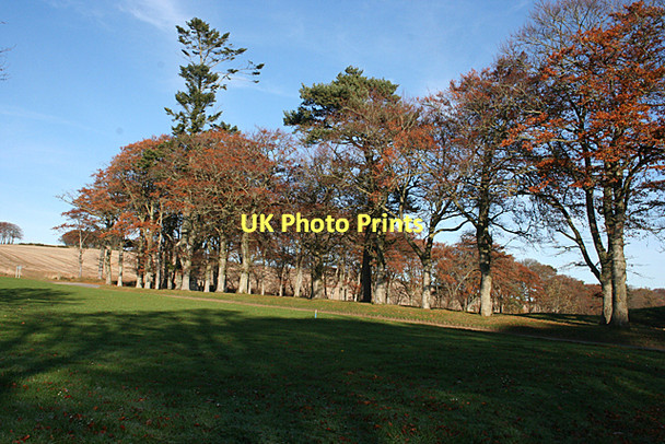 Photo 6"x4" Beech Avenue Bogton\/NJ6751 c2011