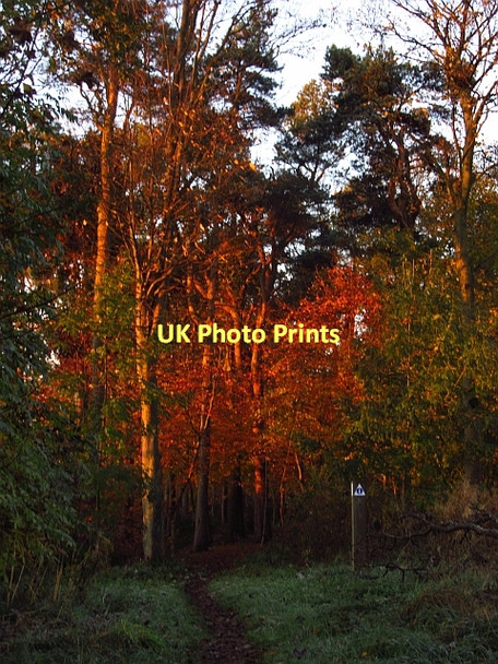 Photo 6"x4" Stripwood, Newyearfield Deans c2011