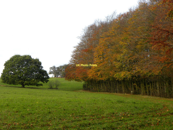 Photo 6"x4" Autumn Colours in Ashton Court Long Ashton c2011