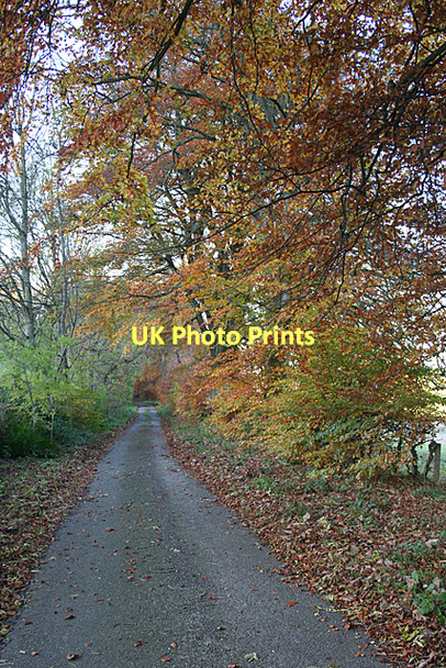 Photo 6"x4" Minor Road near Todlaw Crossbrae\/NJ6952 c2011