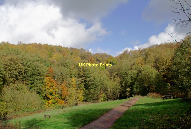 Photo 6"x4" Woodland clearing in Baggeridge Country Park near Sedgley Sedgley c2011