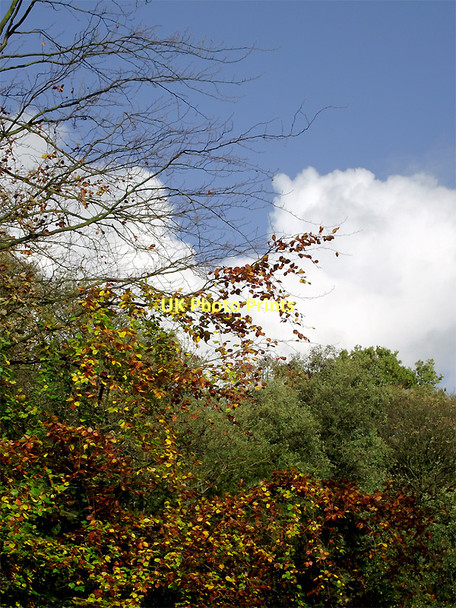 Photo 6"x4" Deciduous trees in Baggeridge Country Park near Sedgley Sedgley c2011