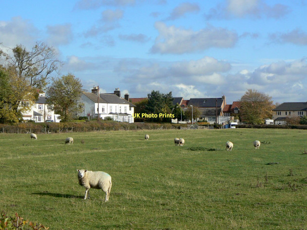 Photo 6"x4" Grazing sheep near Wysall Lane Keyworth c2011