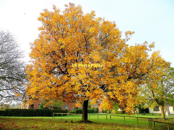 Photo 6"x4" Gold on Norton Green Bishop's Norton c2011