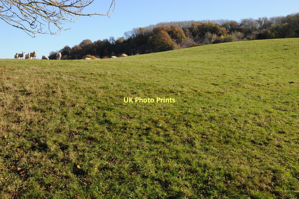 Photo 6"x4" Farmland near Highwood Highwood\/SO6566 c2011