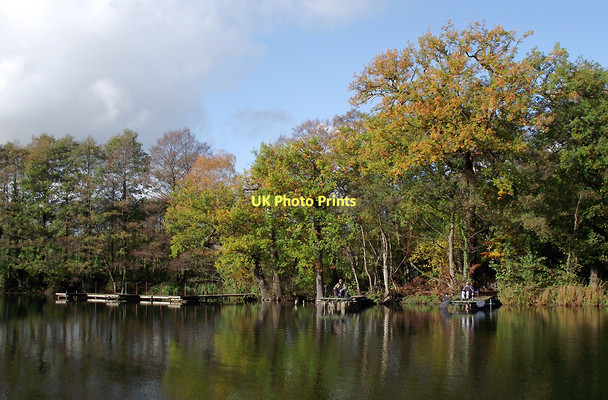 Photo 6"x4" Island Pool in Baggeridge Country Park near Sedgley Sedgley c2011