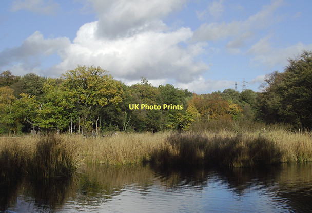Photo 6"x4" Reed beds in Baggeridge Country Park near Wombourne The Straits\/SO9092 c2011 P1