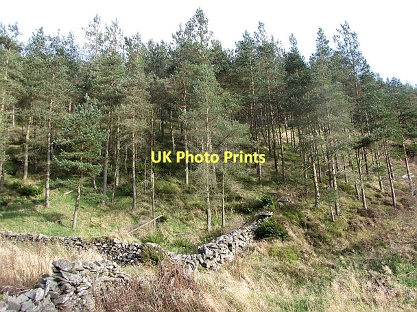 Photo 6"x4" Dyke, Woolandslee Tower Williamslee c2011