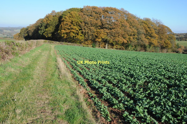 Photo 6"x4" Mill Coppice Eastham\/SO6568 c2011