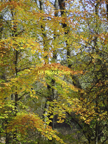 Photo 6"x4" Autumn leaves in Baggeridge Country Park near Sedgley Sedgley c2011