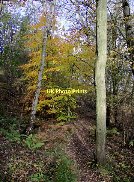 Photo 6"x4" Woodland in Baggeridge Country Park near Sedgley Sedgley c2011
