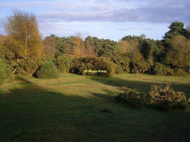 Photo 6"x4" The New Forest Furzley c2011