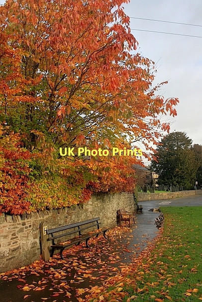 Photo 6"x4" Autumnal Tree on Fennel Street Bakewell c2011