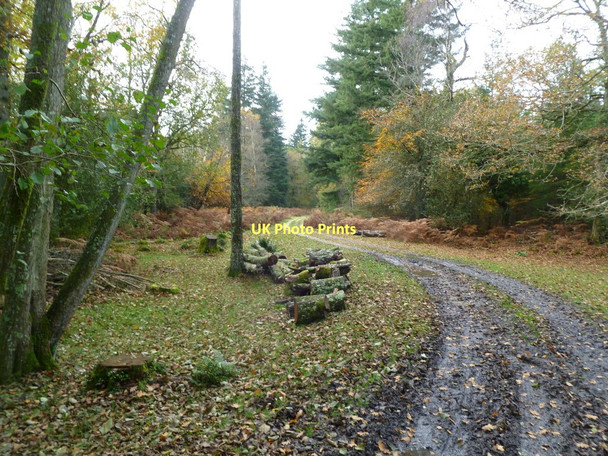 Photo 6"x4" Hursthill Inclosure, forestry track Bank\/SU2807 c2011