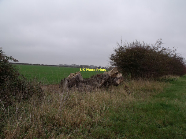 Photo 6"x4" Old tree at Field Entrance Aisthorpe c2011