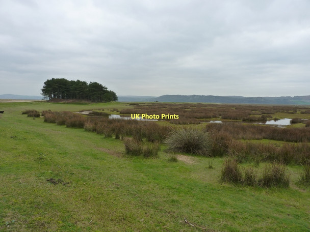 Photo 6"x4" Marshland and trees at Whiteford Point Cheriton\/SS4593 c2011