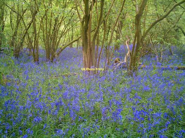 Photo 6"x4" Bluebells in Park Wood Catmore c2009