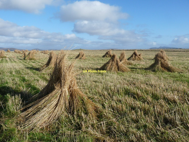 Photo 6"x4" Baile Sear, crops drying old style Samhla c2011