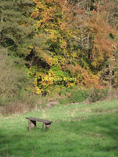 Photo 6"x4" Bench with a view in Baggeridge Country Park, Sedgley Sedgley c2011