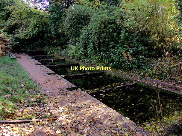 Photo 6"x4" The Cress Beds in Baggeridge Country Park near Sedgley Sedgley c2011