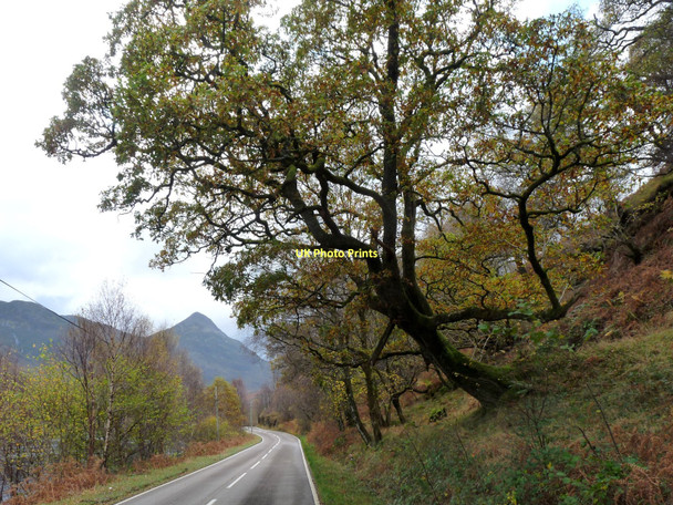 Photo 6"x4" Old oak on the road to North Ballachulish Kinlochmore c2011