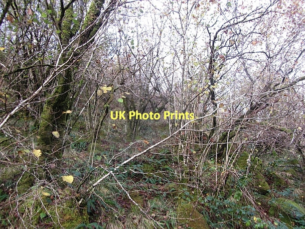 Photo 6"x4" Hazel wood, Glen Fyne Inverchorachan c2011