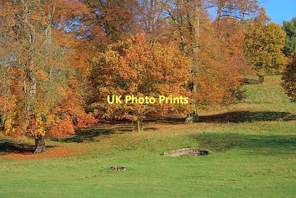 Photo 6"x4" Spring, Chatsworth Park Dunsa c2011
