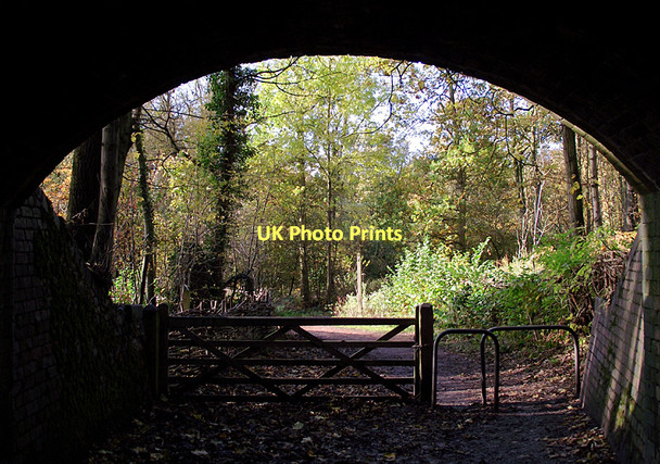 Photo 6"x4" Woodland paths in Baggeridge Country Park, Sedgley Sedgley c2011
