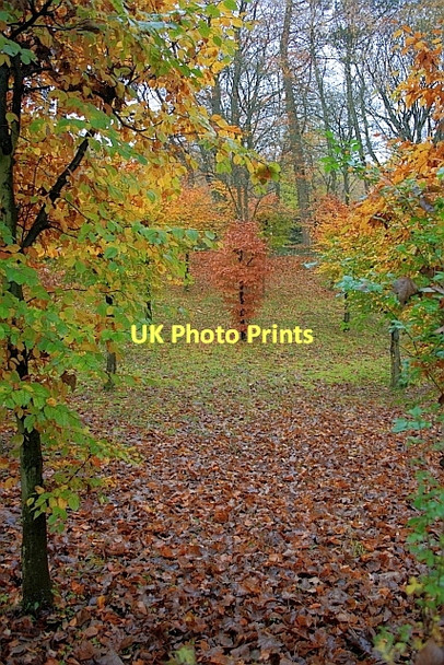 Photo 6"x4" Autumnal Woodland Baslow c2011