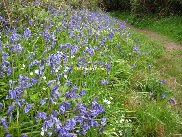 Photo 6"x4" Bluebells beside the coast path Seaton\/SX3054 c2011