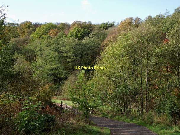 Photo 6"x4" Deciduous woodland in Baggeridge Country Park near Sedgley Sedgley c2011