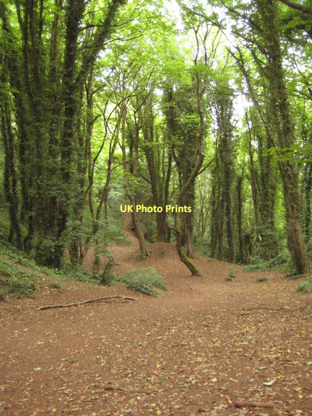 Photo 6"x4" The coast path in Woodland, Watcombe Torquay c2011